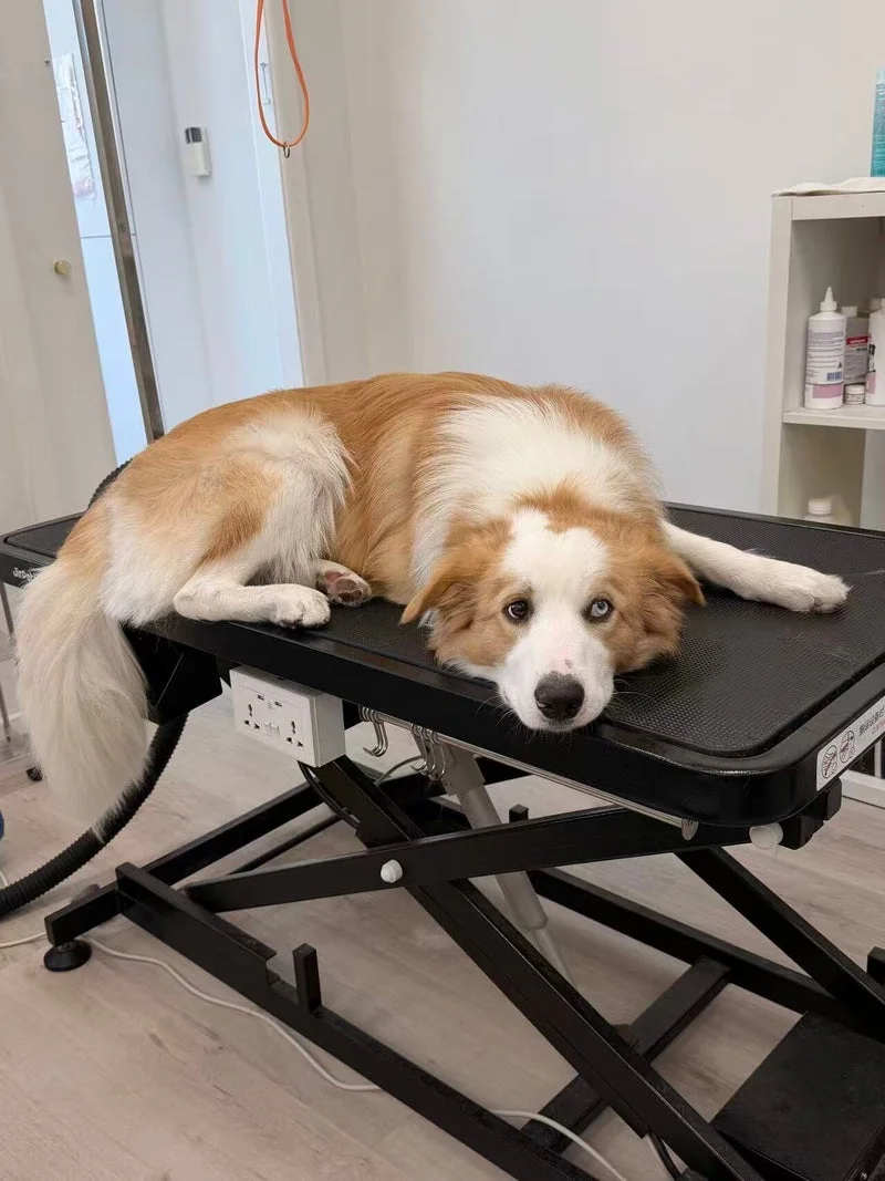 Cavalier spaniel relaxed on grooming table