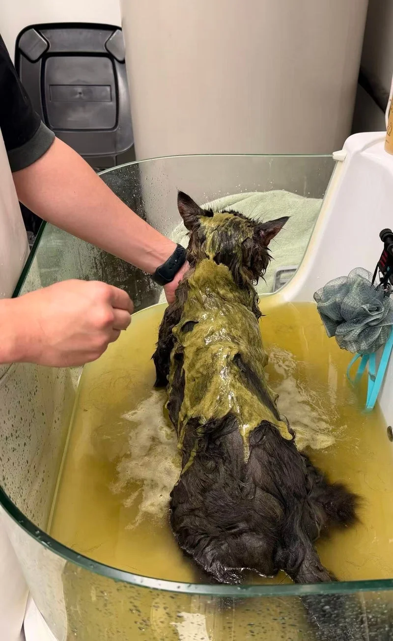 Tabby cat being rinsed, cat spa