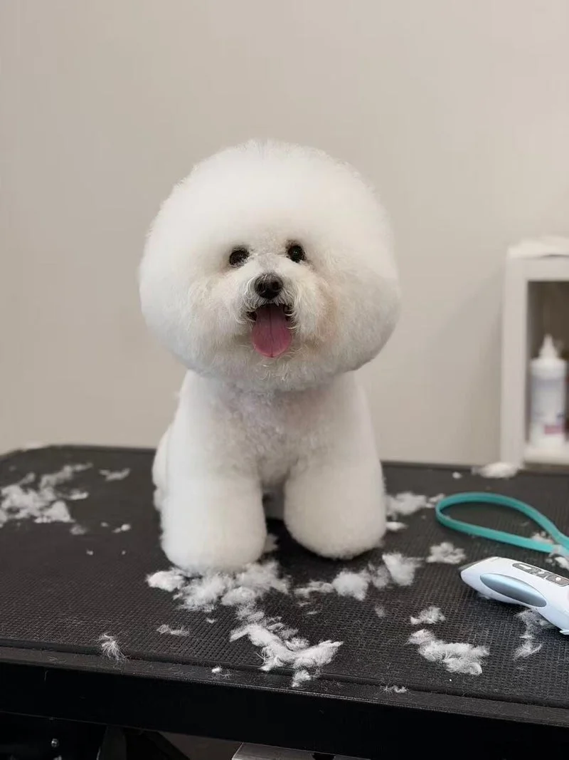 White Bichon Frise, full round groom