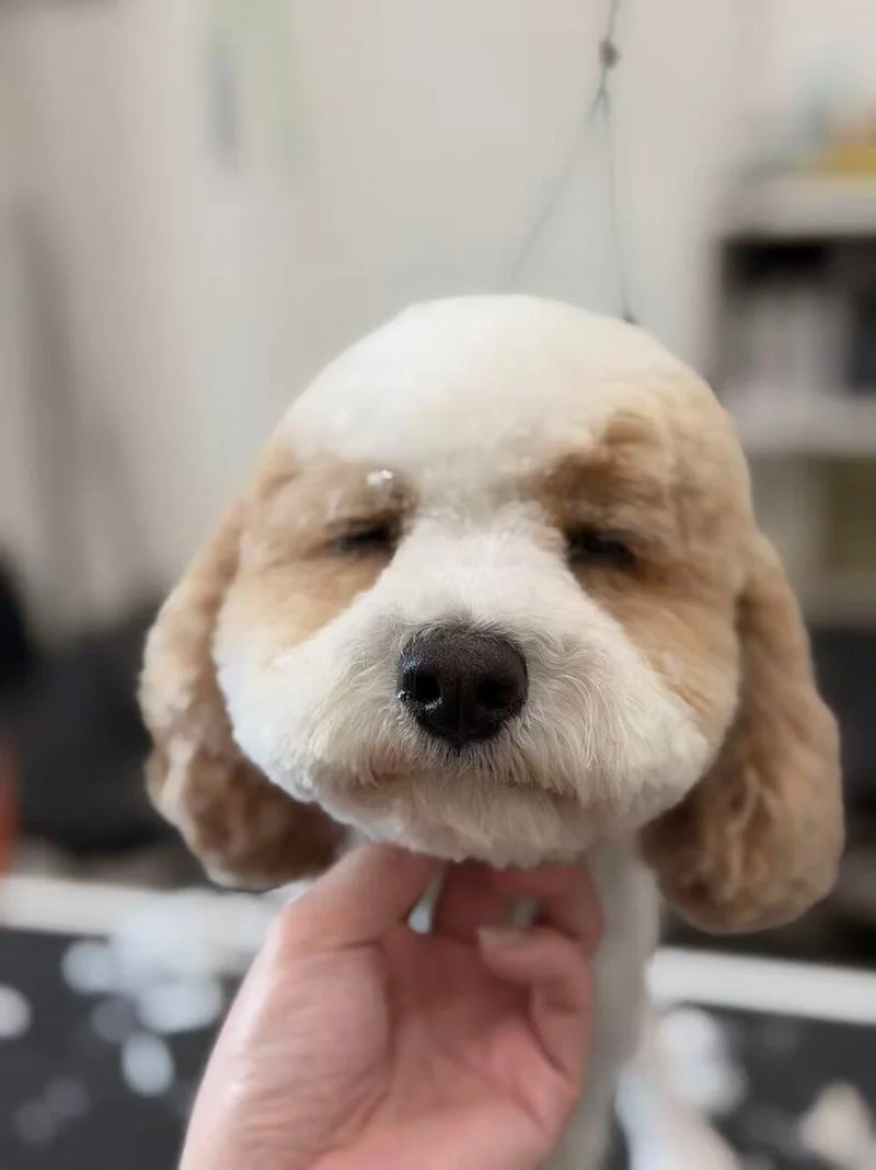 Cream-apricot cavoodle chin-cradle
