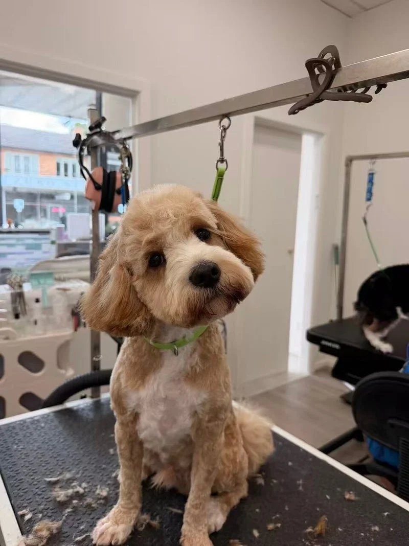 Cream-apricot poodle sitting front in studio