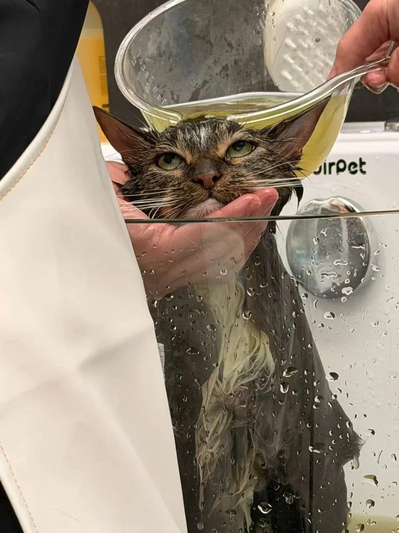 Cat being rinsed with Soft Star scoop