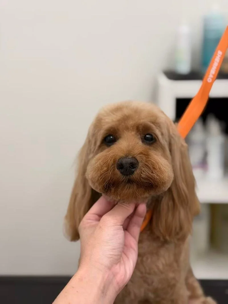Apricot cavoodle soft face