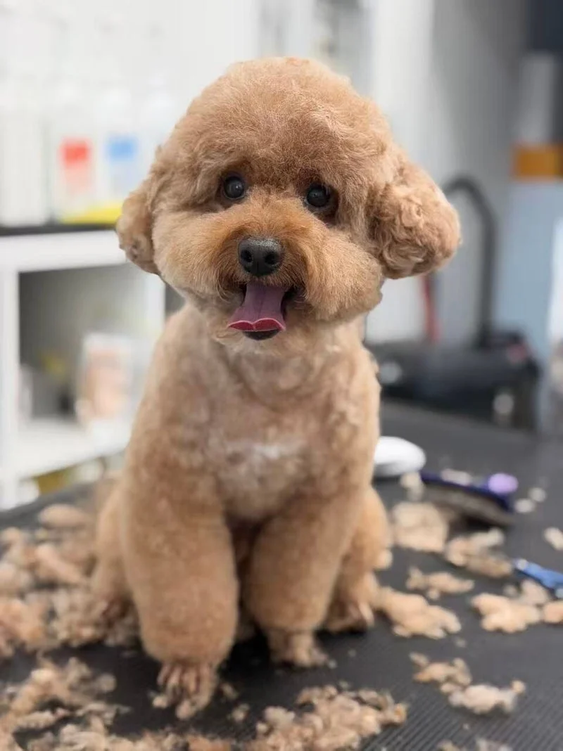 Apricot toy poodle, happy, mouth open
