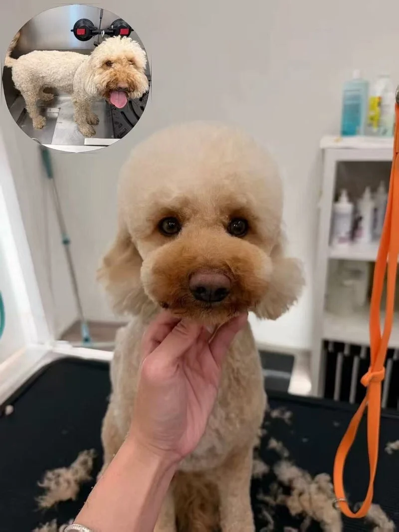 Apricot poodle mirror portrait, chin-cradle