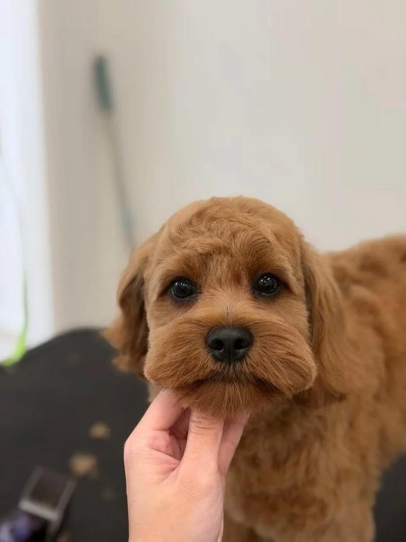 Red-caramel toy poodle, chin-cradle