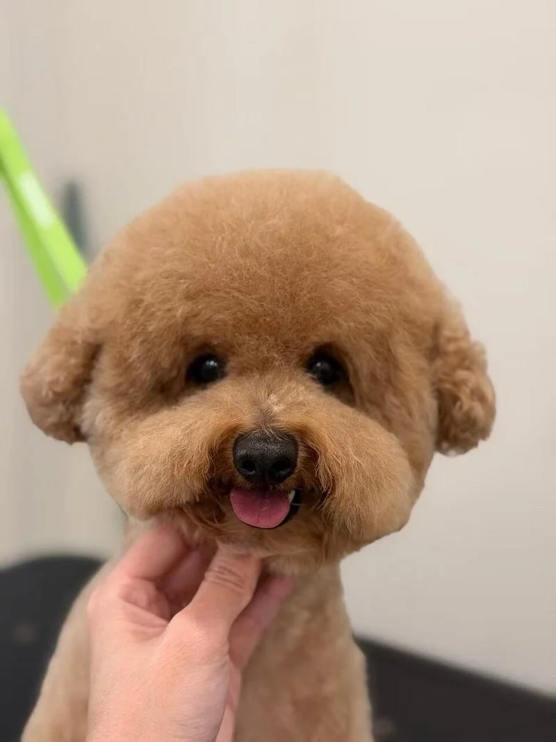 Red-caramel toy poodle with a round teddy-bear face