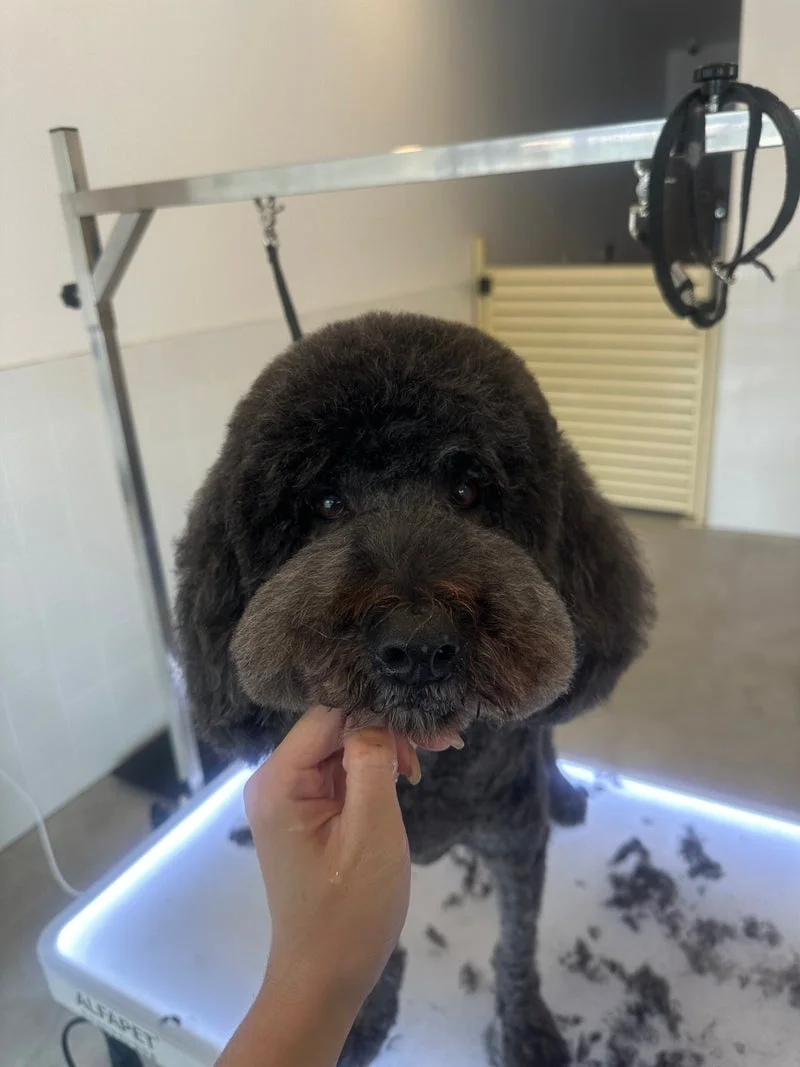 Black toy poodle in a teddy-bear cut