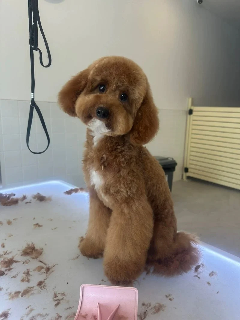 Apricot poodle full-body groom on floor