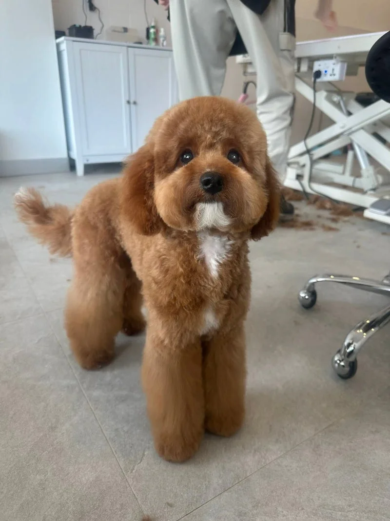Apricot poodle standing, longer-leg styling