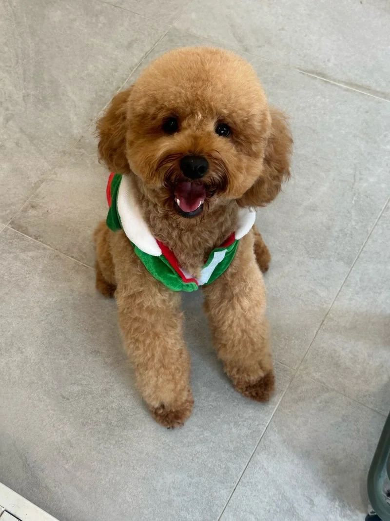 Apricot poodle with a green bandana, happy