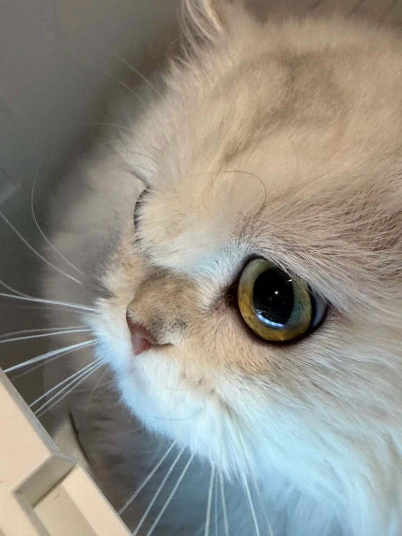 Cream Persian cat, bright green eyes, calm