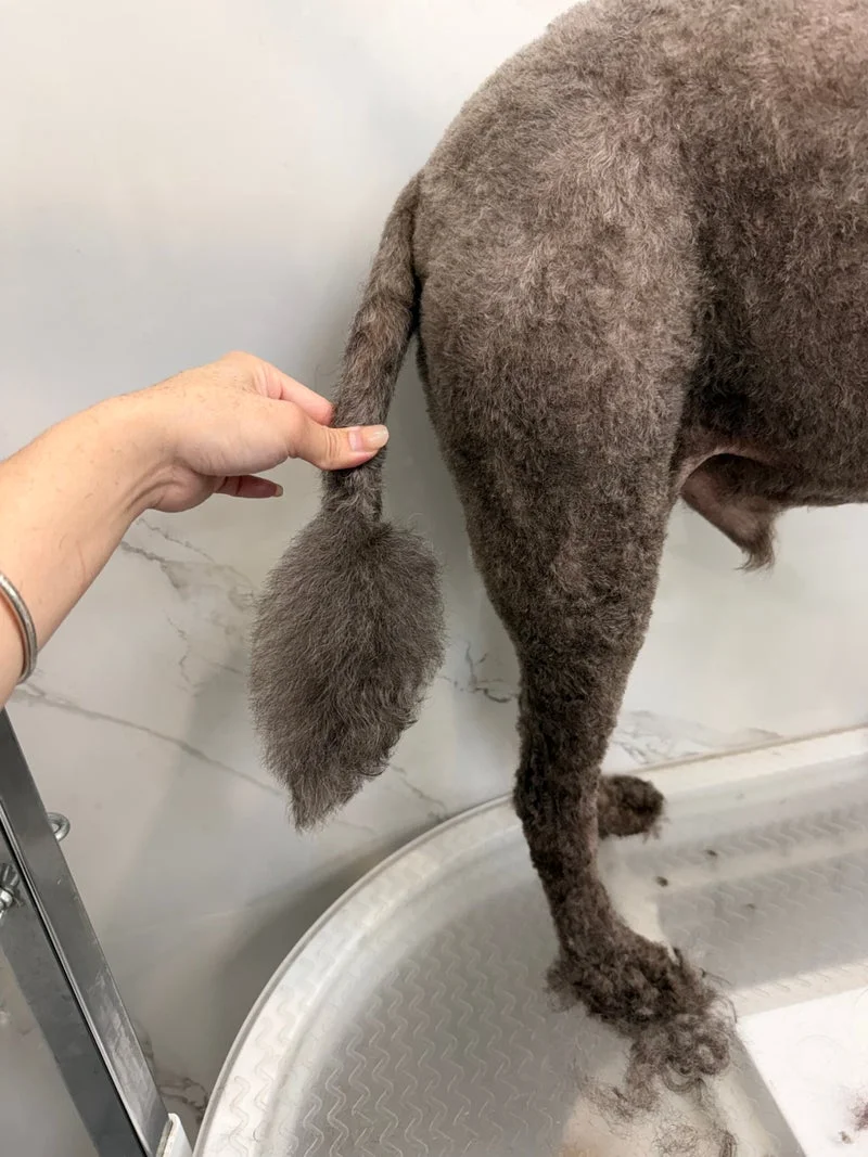 Grey poodle hand-scissored silhouette