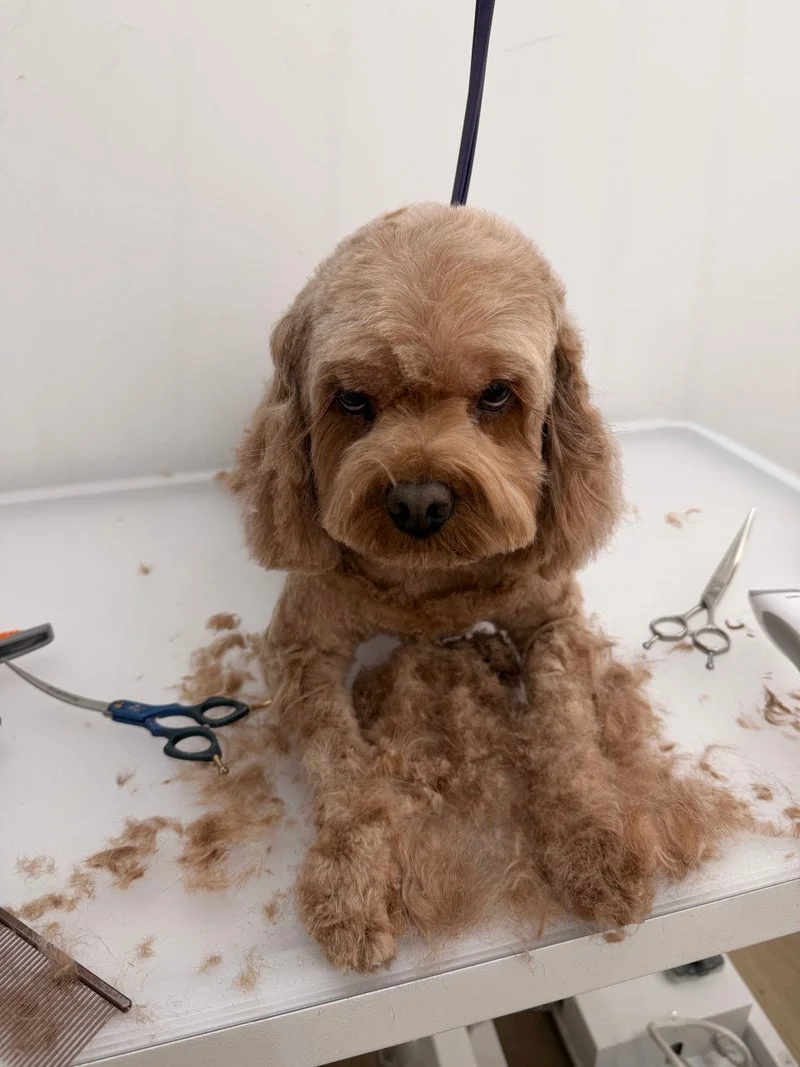 Apricot cavoodle front portrait, fresh finish