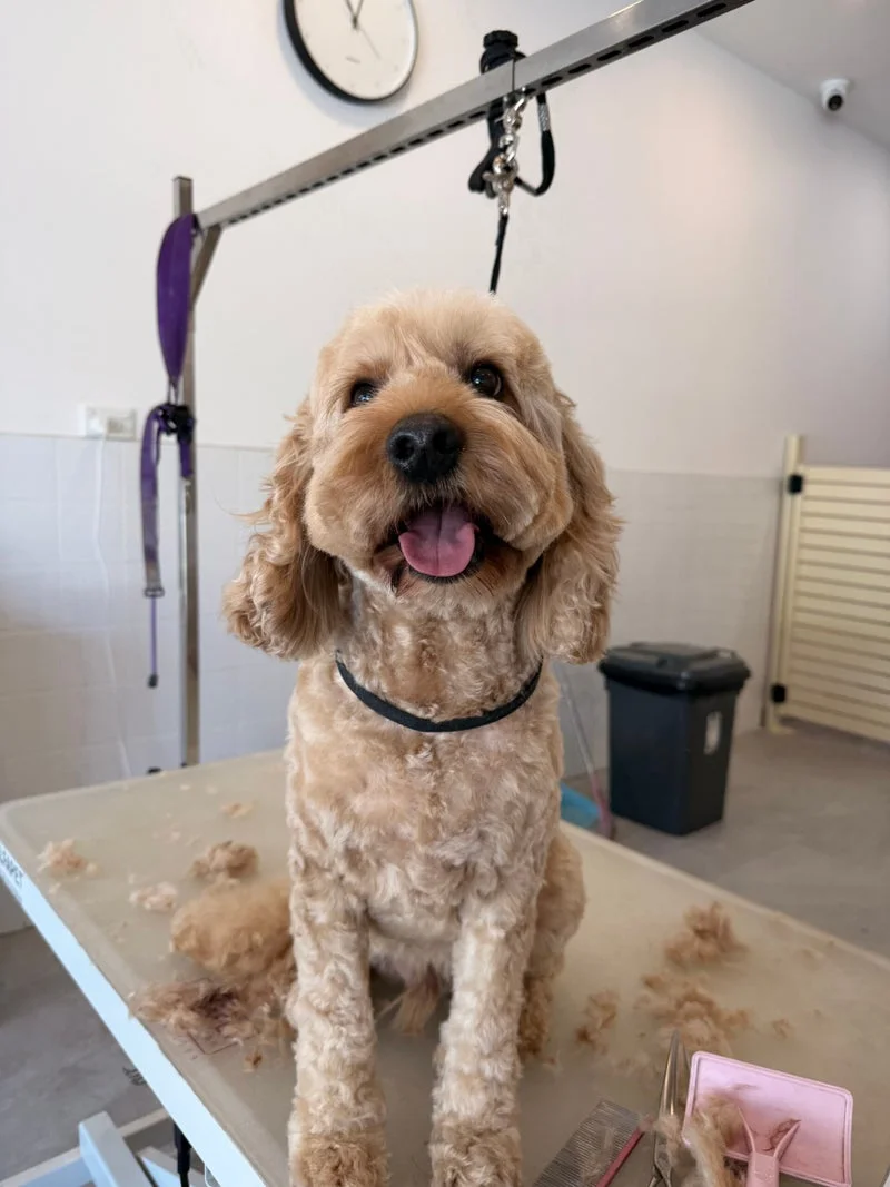 Cream cavoodle with collar, happy