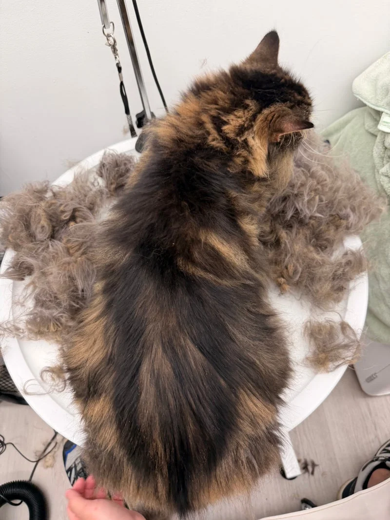 Long-haired Persian cat groom