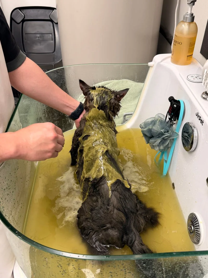 Cat bath in tub