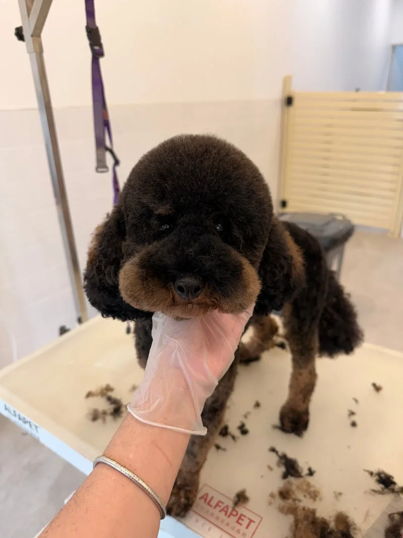 Dark chocolate poodle, teddy-bear cut on table