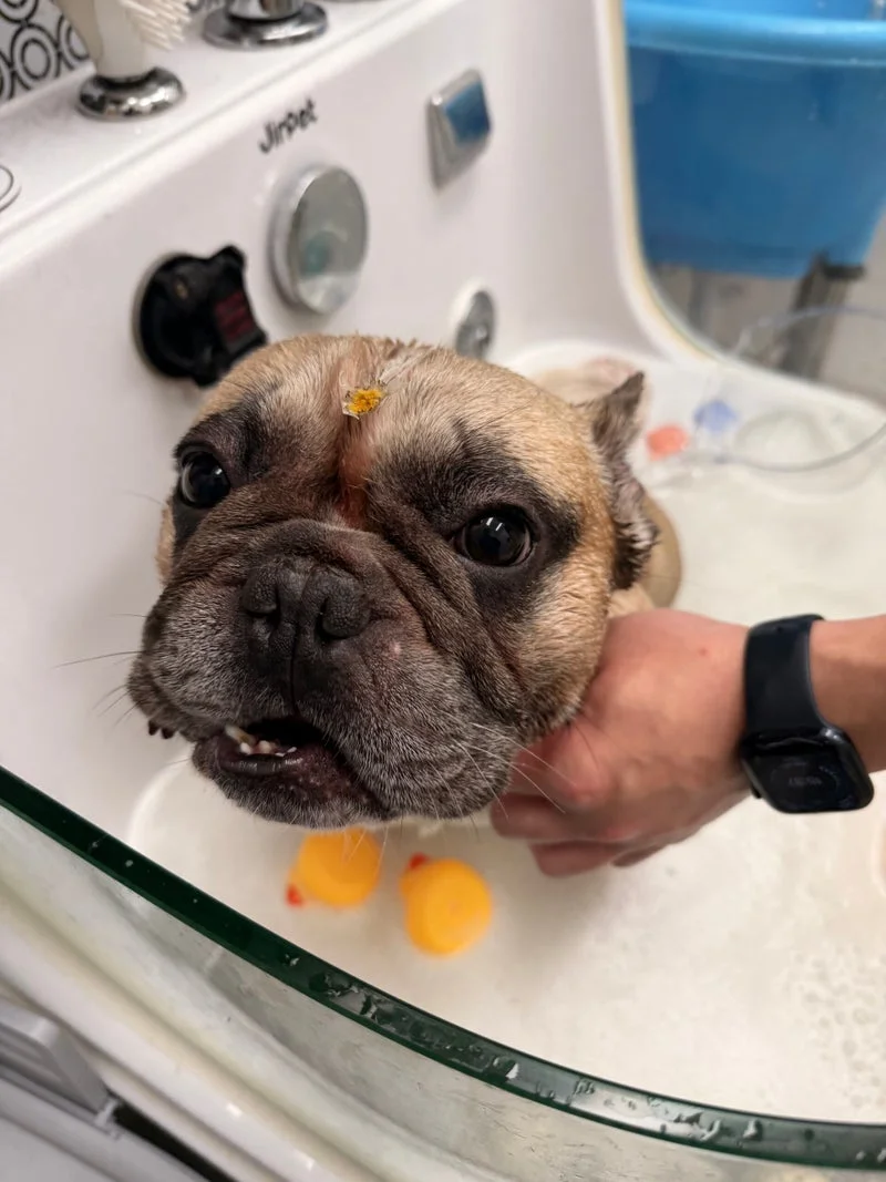 French bulldog in bath with hand support