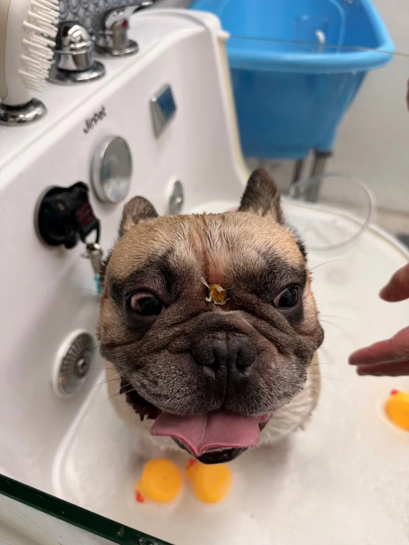 French bulldog happy in bath