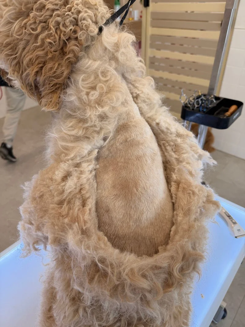 Apricot poodle styling detail