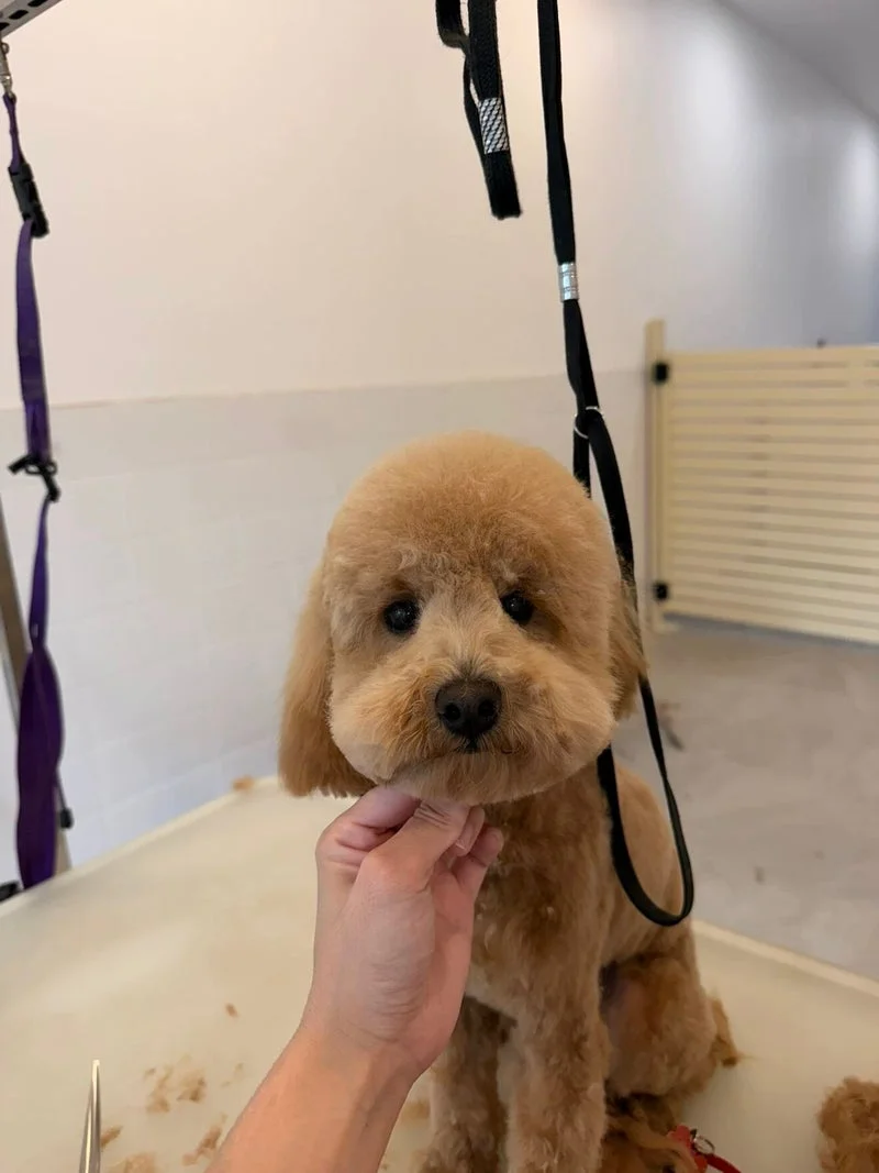 Apricot poodle front portrait, gentle chin-cradle