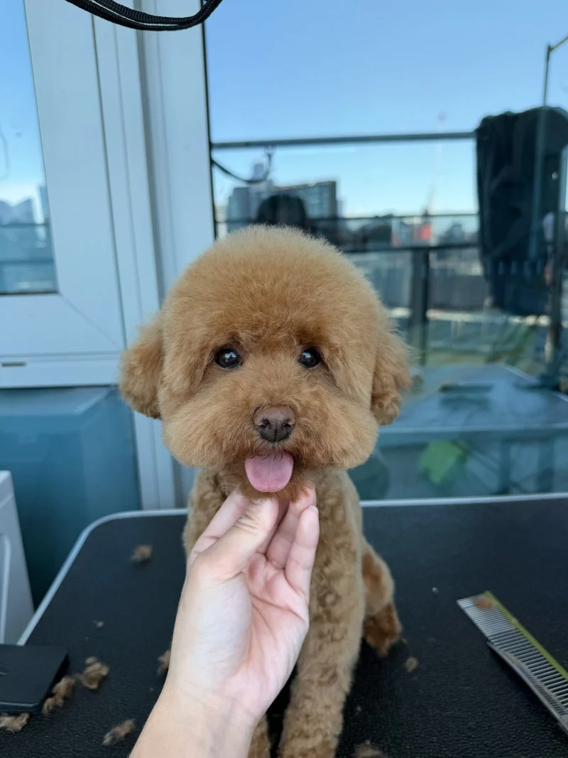 Apricot poodle tongue out, rooftop backdrop